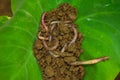 Earthworm stock photos